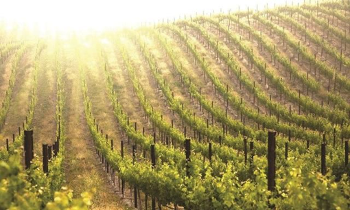 ���@�����ԷN�½���(sh��)�(y��n)�ҙz�y�(xi��ng)Ŀ���x������